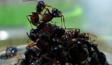 The floodplain-dwelling ants, Formica selysi, building a raft. Image credit: Purcell J et al.