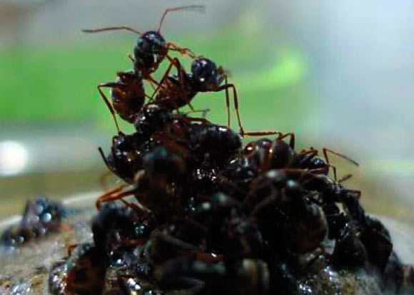 The floodplain-dwelling ants, Formica selysi, building a raft. Image credit: Purcell J et al.