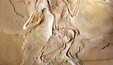 Archaeopteryx lithographica, one of early birds. Image credit: H. Raab / CC BY-SA 3.0.