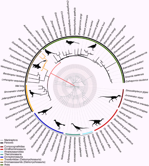 Rates of femur and forelimb evolution in Theropoda. Red branch leading to the Paraves indicates a 200-fold rate increase relative to the background rate. Image credit: Mark N. Puttick et al.