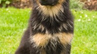 German shepherd puppy. Image credit: Marilyn Peddle / CC BY 2.0.