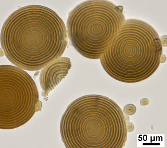 Magnesium carbonate microhemispheres synthesized under passively produced temperature oscillation conditions. Image credit: Shihong Li et al.