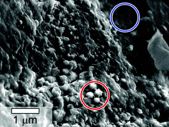 This SEM image shows spheroidal features embedded in a layer of iddingsite, a mineral formed by action of water, in the Martian meteorite Yamato 000593: an area with the spheres, circled in red, was found to have about twice as much carbon present as an area without the spheres, circled in blue. The scale bar at lower left is 1 micron. Image credit: White LM et al.