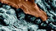 This SEM image shows spherulitic features encased in both an upper, false-colored orange, and lower layer of iddingsite. Image credit: White LM et al.