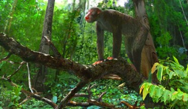 The early ape Proconsul, center, and the primate Dendropithecus, upper right, inhabited a warm and relatively wet, closed canopy tropical seasonal forest 18 million years ago in equatorial eastern Africa – on Rusinga Island, Kenya. Image credit: Jason Brougham.