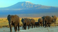 African elephants at the Amboseli national park near Mount Kilimanjaro. Image credit: Amoghavarsha / CC BY-SA 3.0.