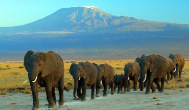 African elephants at the Amboseli national park near Mount Kilimanjaro. Image credit: Amoghavarsha / CC BY-SA 3.0.
