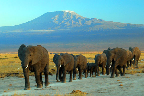 African elephants at the Amboseli national park near Mount Kilimanjaro. Image credit: Amoghavarsha / CC BY-SA 3.0.