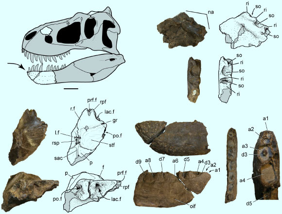 Reconstruction of a generalized skull of Nanuqsaurus hoglundi, with preserved elements shown in white, and the fossilized bones. Scale bar is 10 cm. Image credit: Fiorillo AR / Tykoski RS.