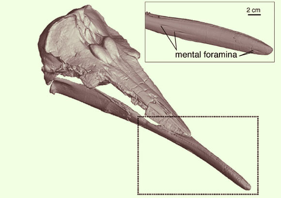 Digital rendering of Semirostrum ceruttii skull and mandible. Image credit: Rachel Racicot et al.
