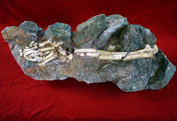 Australopithecus prometheus fossil. Image credit: University of the Witwatersrand.