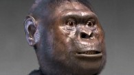 Forensic facial reconstruction of another Australopithecus species - A. afarensis. Image credit: Cicero Moraes / CC BY-SA 3.0.