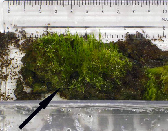 Extensive regrowth of the 1,530-year-old moss Chorisodontium aciplyllum. Image credit: Esme Roads et al.