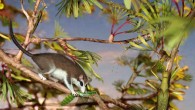 This is a reconstruction of the stick insect Cretophasmomima melanogramma among the gymnosperm plant Membranifolia admirabilis. Image credit: Fernandez S.