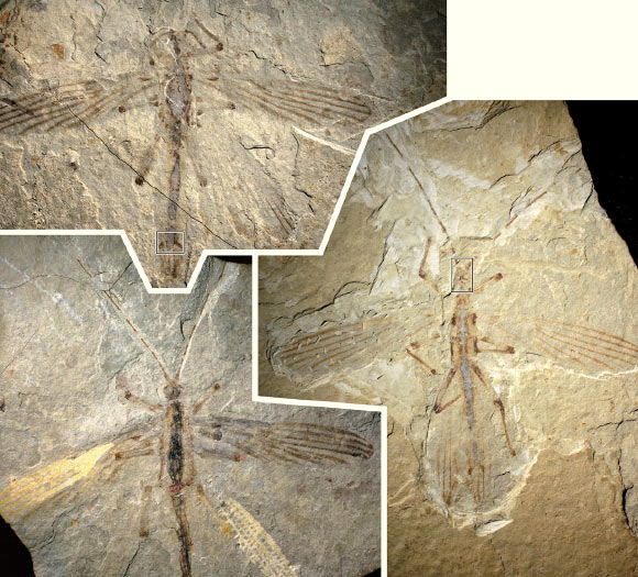 Three specimens of Cretophasmomima melanogramma. Image credit: Wang M et al.
