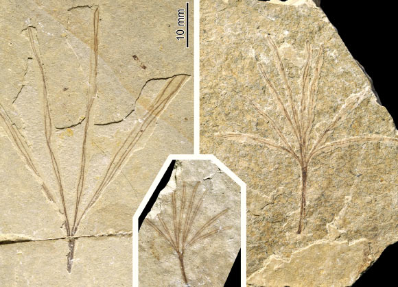 Specimens of the gymnosperm Membranifolia admirabilis. Image credit: Wang M et al.