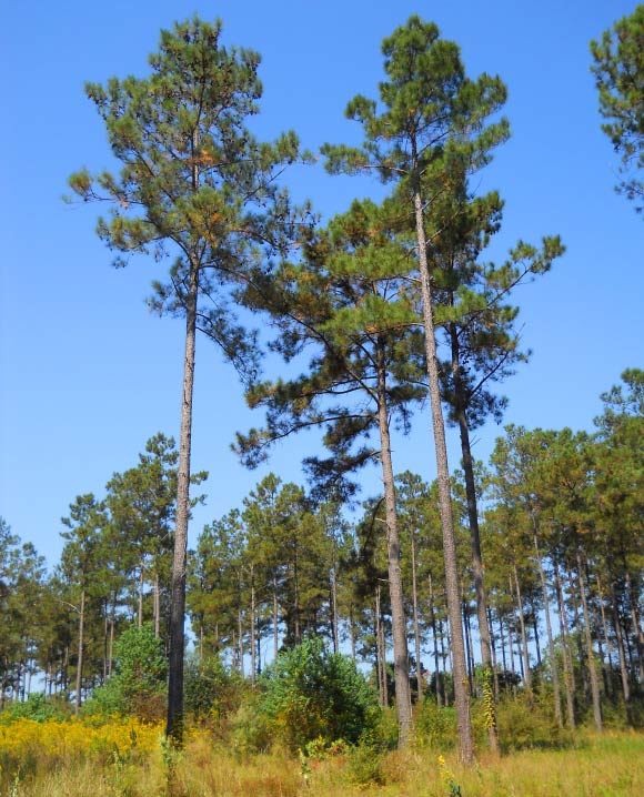 Loblolly pines in Mississippi, USA. Image credit: Woodlot / CC BY-SA 3.0.