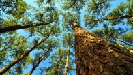 Loblolly pines. Image credit: Ronald Billings / Texas A&M Forest Service.