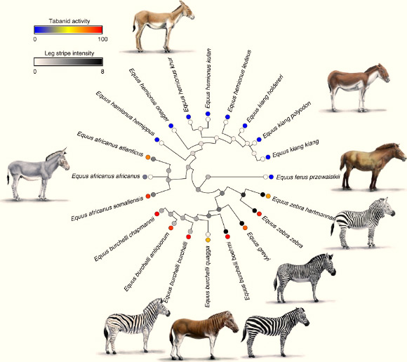 Striping and horseflies activity. Phylogenetic tree of equid subspecies showing leg stripe intensity, inside circles, and proportion of geographic range overlap with 7 consecutive months of temperature lying between 15 and 30 degrees Celsius and humidity between 30 and 85 per cent, outside circles. Drawings by Rickesh Patel.
