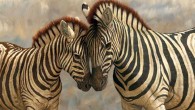 Zebra with young. Painting by Robert E Fuller.