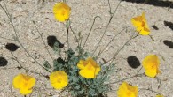 Eschscholzia androuxii. Image credit: Shannon Still.