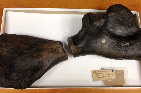 The two partial limb fossils from the ancient sea turtle Atlantochelys mortoni fit together perfectly, leaving little room for doubt that they are from the same bone. Image credit: Drexel University.