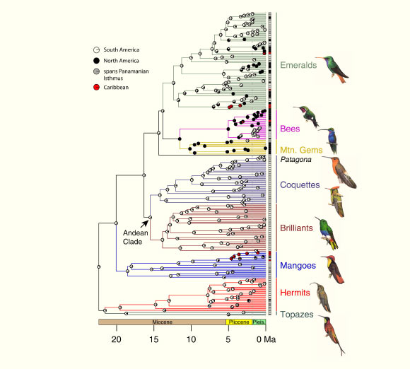 Time-calibrated phylogenetic tree with ancestral state reconstructions of primary bioregions inhabited by hummingbirds. Color-coded bars at the tips of the tree indicate the contemporary distribution of the corresponding species. Color-coded pie diagrams at each node indicate the proportion of the maximum likelihood supporting alternative reconstructed character states. Andean clade is the informal name applied to the monophyletic assemblage composed of Coquettes and Brilliants. Image credit: Jimmy A. McGuire et al / Hilary Burn / Jan Wilczur / Richard Allen / Norman Arlott / H. Douglas Pratt / Handbook of Birds of the World.