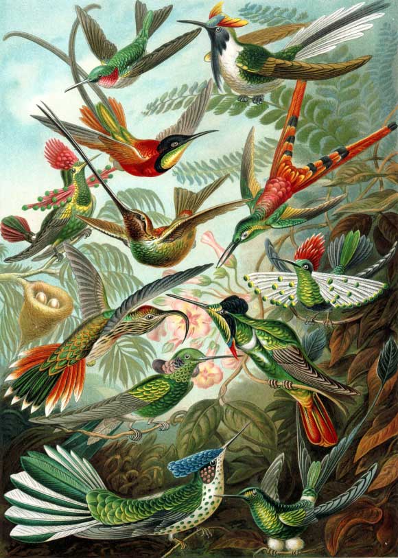 A color plate illustration from Ernst Haeckel's Kunstformen der Natur, 1899, showing a variety of hummingbirds. From top to bottom: ruby-throated hummingbird, horned sungem, crimson topaz, red-tailed comet, tufted coquette, sword-billed hummingbird, buff-tailed sicklebill, dot-eared coquette, white-vented violetear, hooded visorbearer, Juan Fernández firecrown, booted racket-tail.