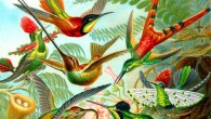 A color plate illustration from Ernst Haeckel's Kunstformen der Natur, 1899, showing a variety of hummingbirds. From top to bottom: ruby-throated hummingbird, horned sungem, crimson topaz, red-tailed comet, tufted coquette, sword-billed hummingbird, buff-tailed sicklebill, dot-eared coquette, white-vented violetear, hooded visorbearer, Juan Fernández firecrown, booted racket-tail.