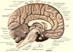An anatomical illustration from Sobotta's Human Anatomy, 1908, shows the structure of a human brain. Image credit: Dr Johannes Sobotta.