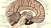 An anatomical illustration from Sobotta's Human Anatomy, 1908, shows the structure of a human brain. Image credit: Dr Johannes Sobotta.
