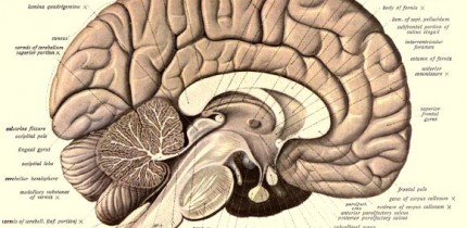An anatomical illustration from Sobotta's Human Anatomy, 1908, shows the structure of a human brain. Image credit: Dr Johannes Sobotta.