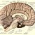 An anatomical illustration from Sobotta's Human Anatomy, 1908, shows the structure of a human brain. Image credit: Dr Johannes Sobotta.