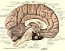An anatomical illustration from Sobotta's Human Anatomy, 1908, shows the structure of a human brain. Image credit: Dr Johannes Sobotta.