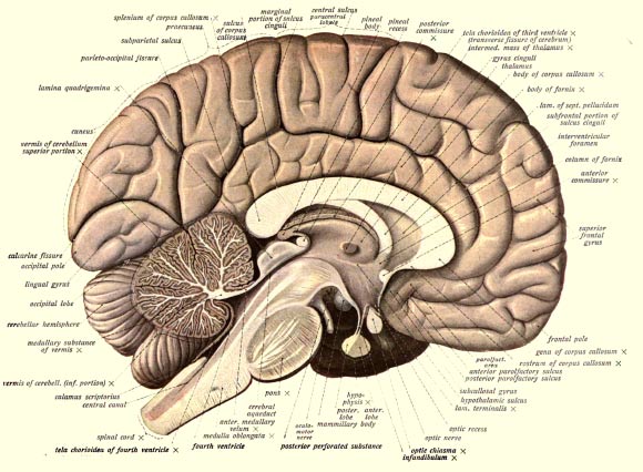 An anatomical illustration from Sobotta's Human Anatomy, 1908, shows the structure of a human brain. Image credit: Dr Johannes Sobotta.