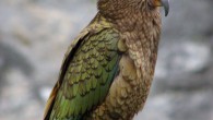 A juvenile Kea, Nestor notabilis, perching on some rubble on the Franz Josef Glacier, New Zealand. Image credit: Markus Koljonen / CC BY-SA 3.0.