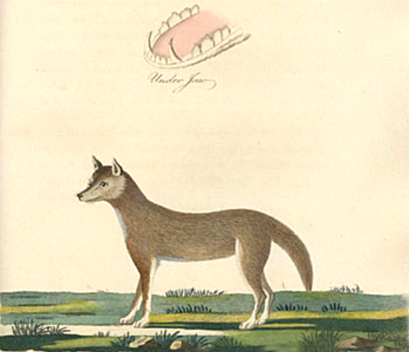 An illustration of a dingo from Arthur Phillip's Voyage of Governor Phillip to Botany Bay, 1789.