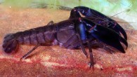 The Eastern swamp crayfish, Gramastacus lacus. Image credit: McCormack RB.