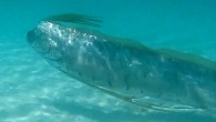 Shedd Aquarium biologists filmed this 4-m-long Giant oarfish in the Gulf of California. Image credit: John G. Shedd Aquarium.