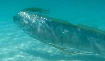 Shedd Aquarium biologists filmed this 4-m-long Giant oarfish in the Gulf of California. Image credit: John G. Shedd Aquarium.