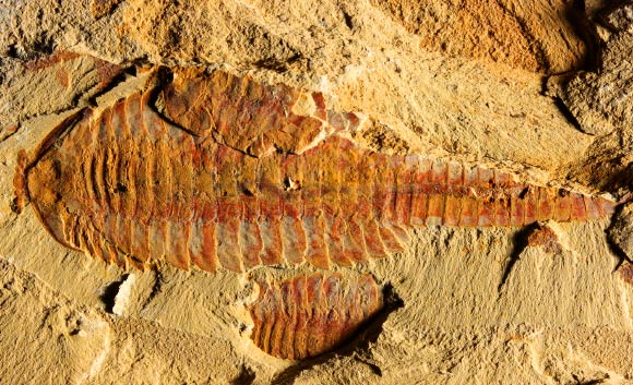 Dorsal view of Fuxianhuia protensa. Image credit: Xiaoya Ma.