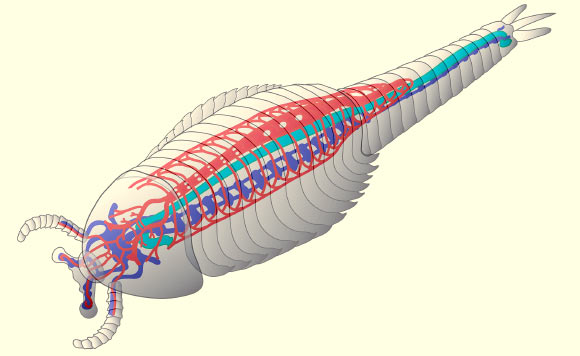 A schematic reconstruction of Fuxianhuia protensa, outlining the cardiovascular system in red, the brain and central nervous system in blue and the gut in green. Image credit: Nicholas Strausfeld.