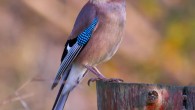 Eurasian jay, Garrulus glandarius, in Tarn, France. Image credit: Pierre Dalous / CC BY-SA 3.0.