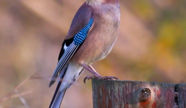 Eurasian jay, Garrulus glandarius, in Tarn, France. Image credit: Pierre Dalous / CC BY-SA 3.0.