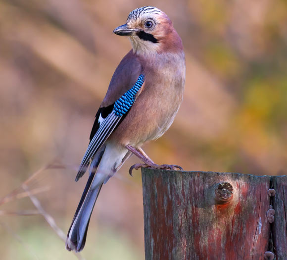 Eurasian jay, Garrulus glandarius, in Tarn, France. Image credit: Pierre Dalous / CC BY-SA 3.0.