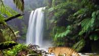Nimbacinus dicksoni. Image credit: Anne Musser. Background: Hopetoun Falls in Victoria, Australia. Image credit: David Iliff / CC-BY-SA 3.0.