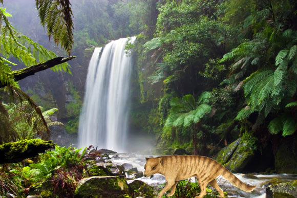Nimbacinus dicksoni. Image credit: Anne Musser. Background: Hopetoun Falls in Victoria, Australia. Image credit: David Iliff / CC-BY-SA 3.0.