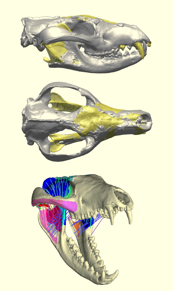 Digital reconstruction of Nimbacinus dicksoni's skull. Image credit: Attard MRG et al.
