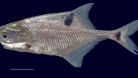 Petrocephalus boboto from Yangambi, Congo River, Democratic Republic of Congo. Scale bar – 1 cm. Image credit: Lavoué S, Sullivan JP.