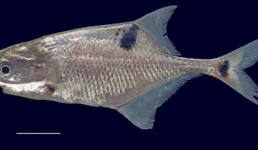 Petrocephalus boboto from Yangambi, Congo River, Democratic Republic of Congo. Scale bar – 1 cm. Image credit: Lavoué S, Sullivan JP.